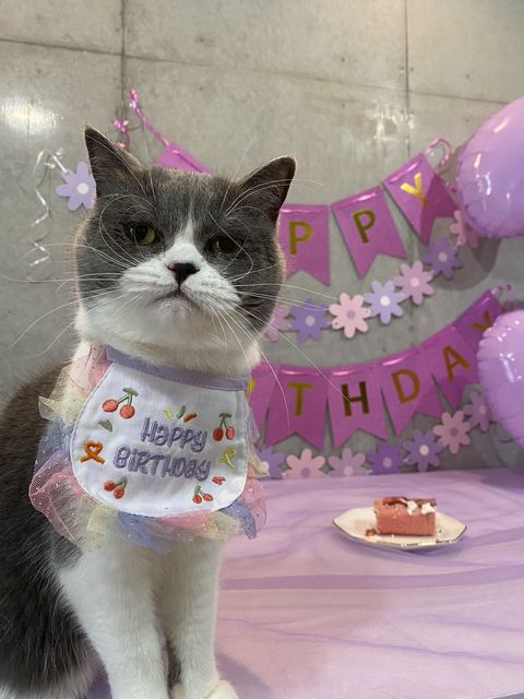 お誕生日のスタイとカラフルなチュールをつけて、飾りつけの前に立つまりも