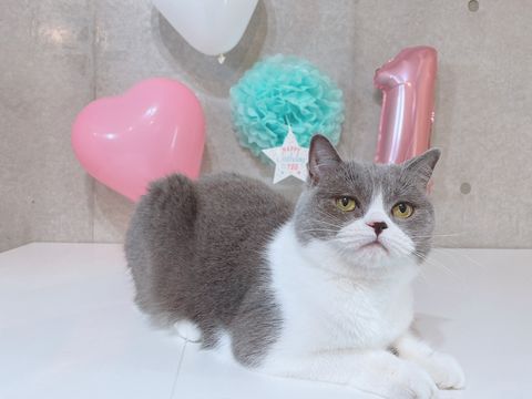 風船の前で、白いテーブルに伏せてくつろぐまりも