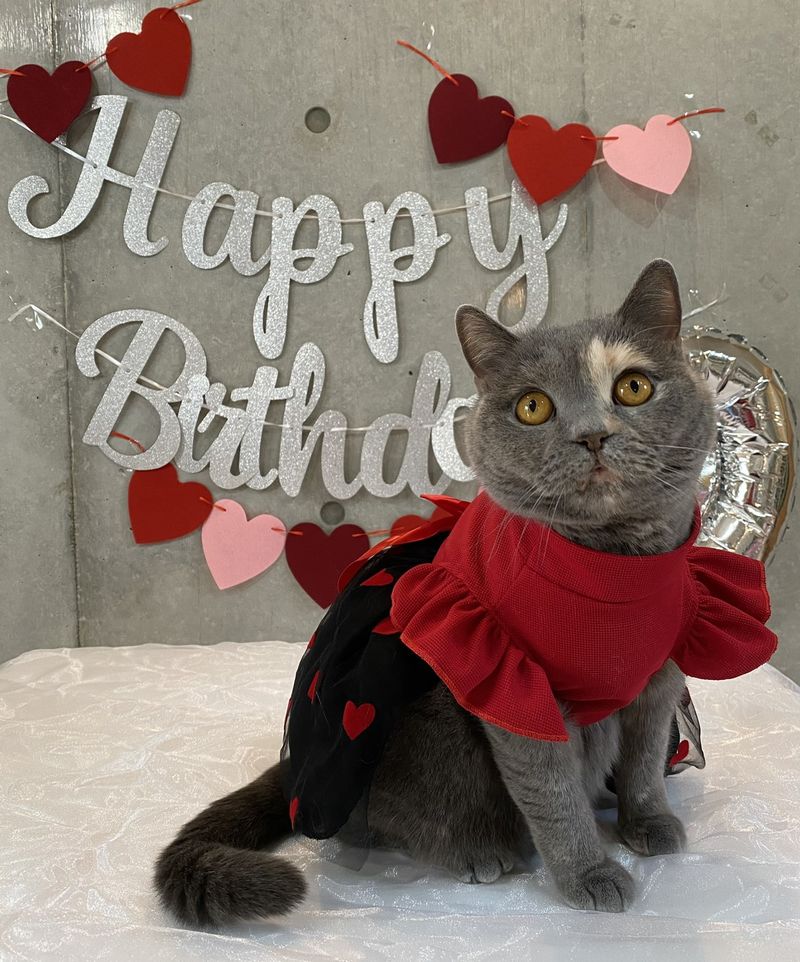 赤いフリルの衣装を着て、お誕生日の飾りつけの前におすわりするもずく