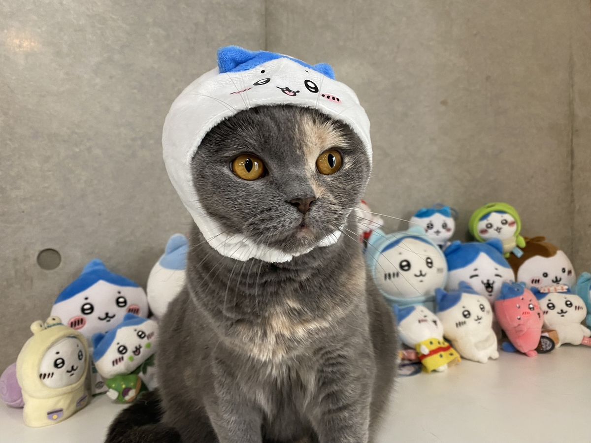 白と青のもこもこのかぶりものをかぶり、たくさんのぬいぐるみに囲まれてこちらを見るもずく