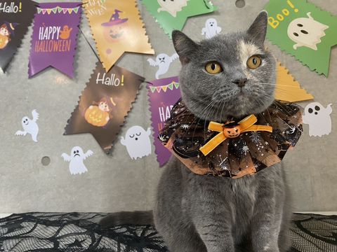 ハロウィンの飾りの前で、オレンジのリボンがついた黒いチュールの襟をつけたもずく