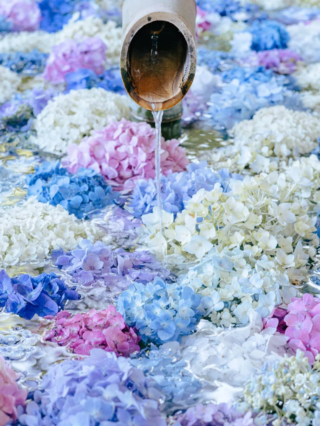竹筒から水が注がれる花手水。水面を青・白・桃色の紫陽花が埋めつくしている