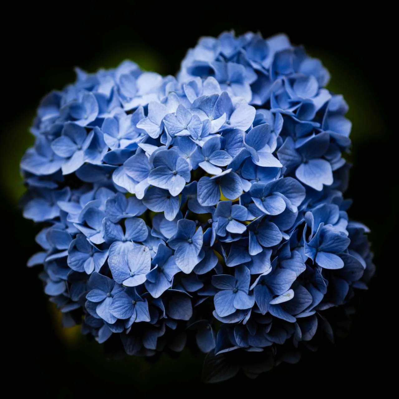 黒い闇のなかに浮かび上がる、青い紫陽花の花房