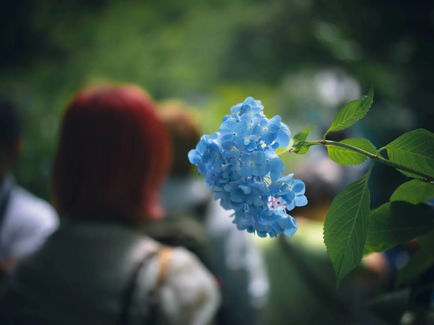 人混みのなか、赤い髪の人物の背後で、ただ一輪だけ焦点の合った水色の紫陽花