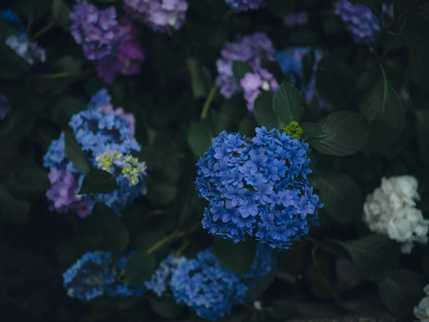 暗い茂みのなかに、青と紫の紫陽花がいくつも咲いている
