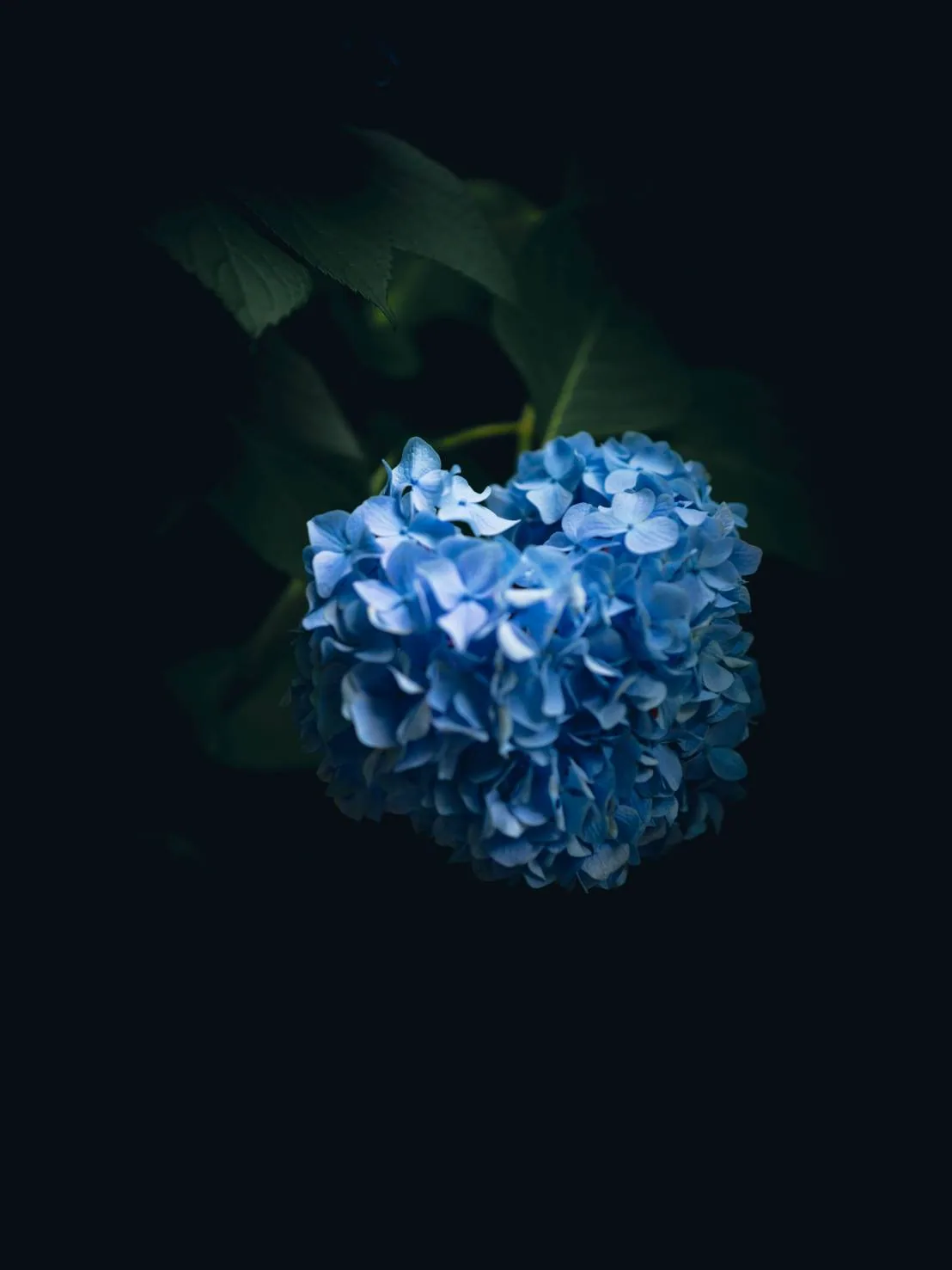 深い闇のなか、わずかな光に照らされた青い紫陽花が一房だけ浮かぶ