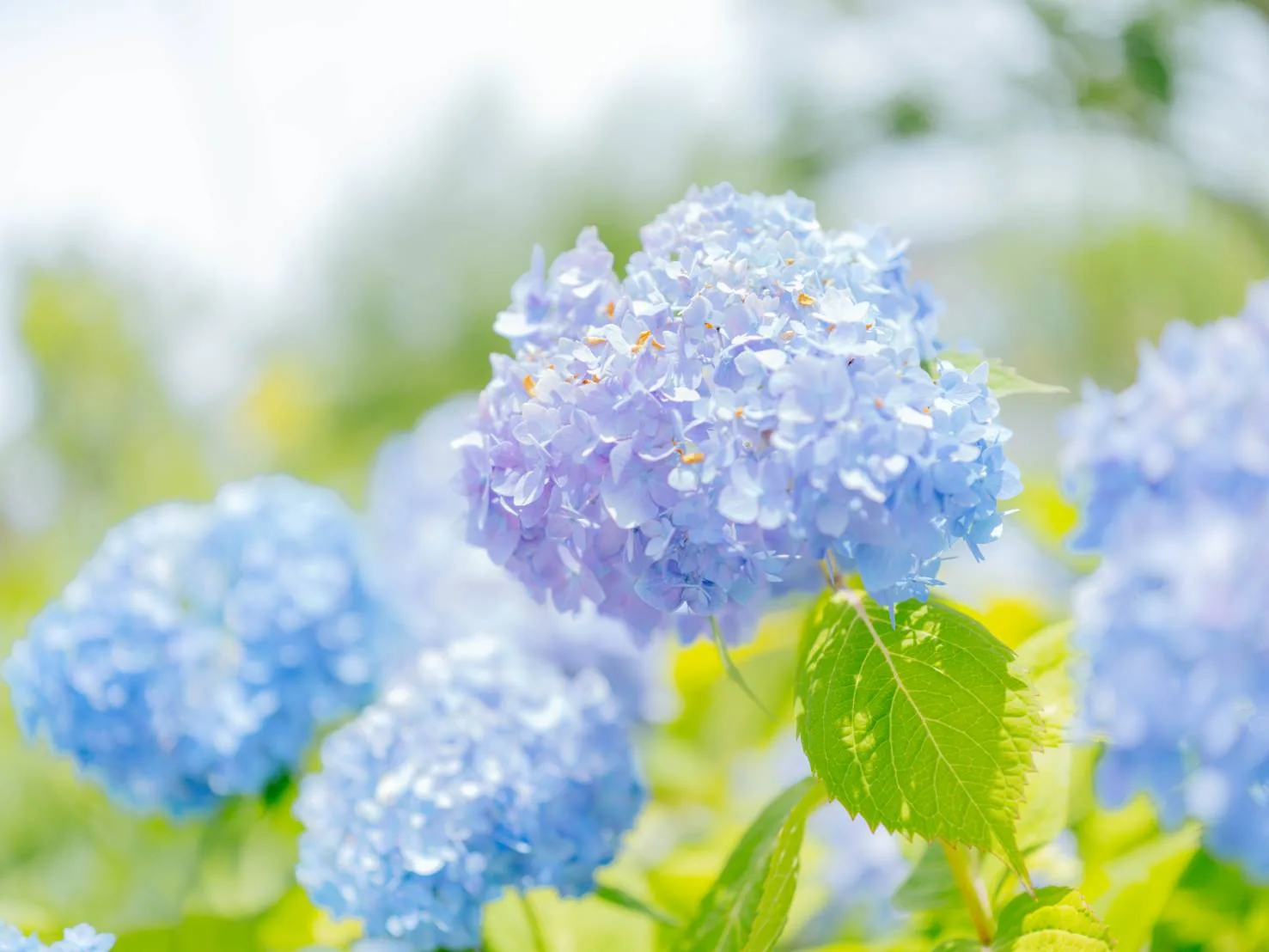 明るい光に白く飛んだ背景のなか、青紫の紫陽花と緑の葉が重なりあう