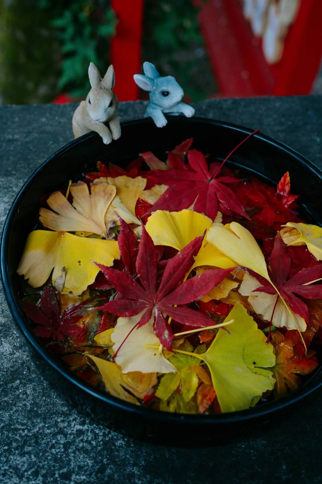 黒い手水鉢に浮かぶ紅葉と銀杏。縁には小さな兎の置物が二つ並ぶ